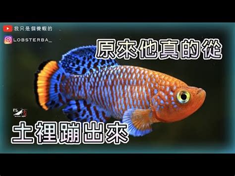 藍色淡水魚